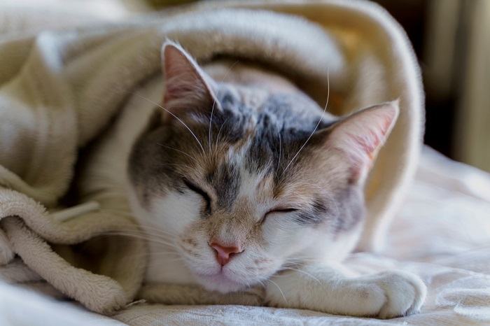 sick cat warp in blanket