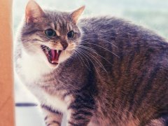 cat meowing aggressively