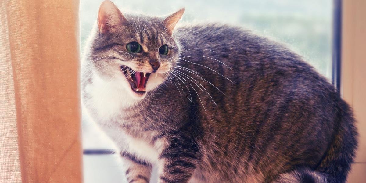 agitated cat