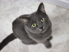 Grey Short Hair Cat With Green Eyes