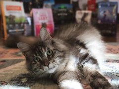 Grey White Maine Coon 10 Best Dry Cat Foods 2024