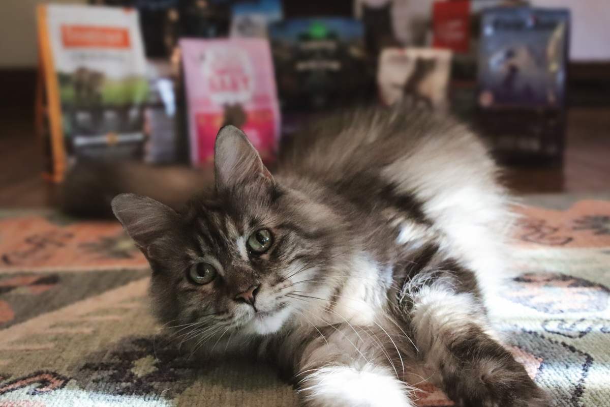 Grey White Maine Coon 10 Best Dry Cat Foods 2024