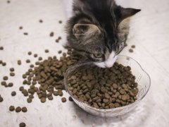 Kitten Eating Open Farm Kitten Chicken And Turkey Recipe
