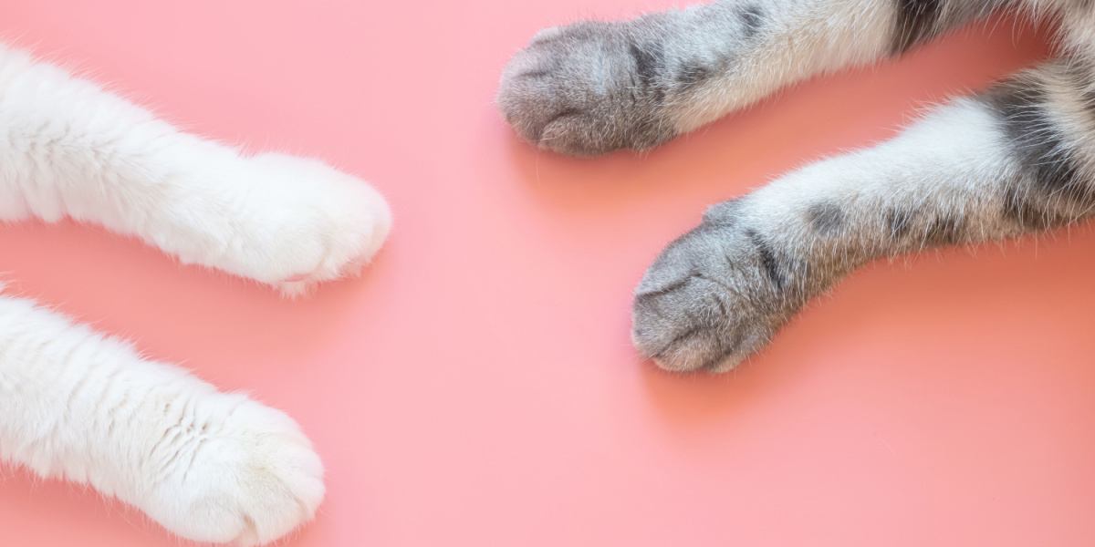 Cat foot on sale