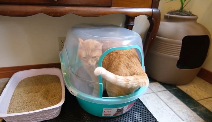 Cat pee in the litter box