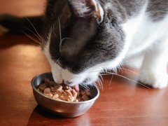 Royal Canin Digest Sensitive Chunks in Gravy Wet Canned Cat Food
