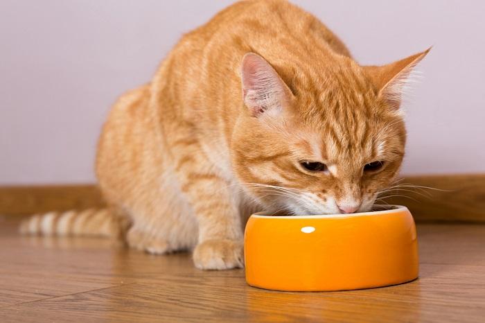 Cat eating at a bowl