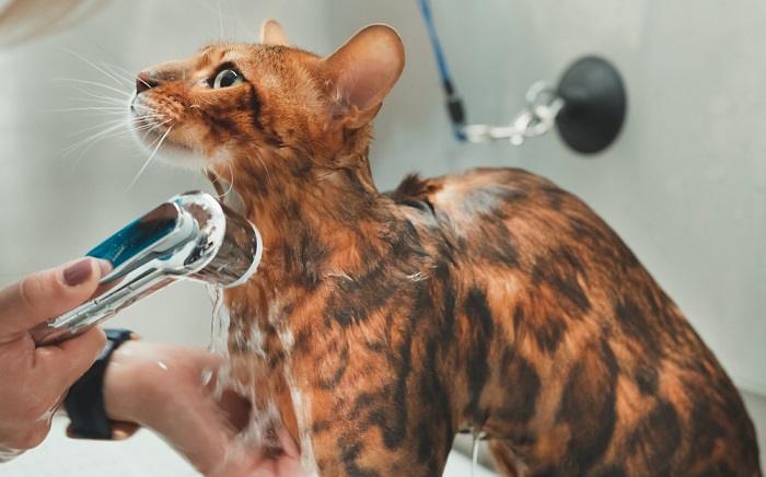 Image portraying a cat being bathed.