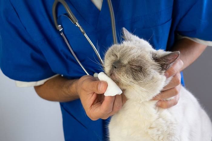 A cat showing signs of sinusitis, a condition that can affect their respiratory health, underlining the importance of prompt veterinary attention and treatment.