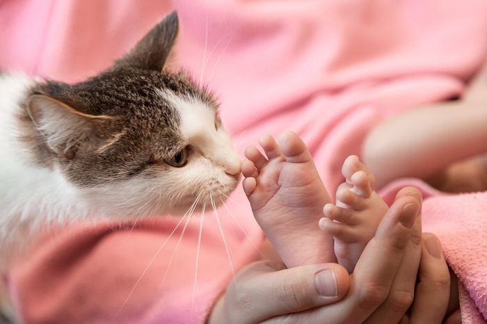 A heartwarming scene showing a gentle interaction between a curious cat and a pair of tiny baby feet, as the cat sniffs them with curiosity and the baby observes with wonder.