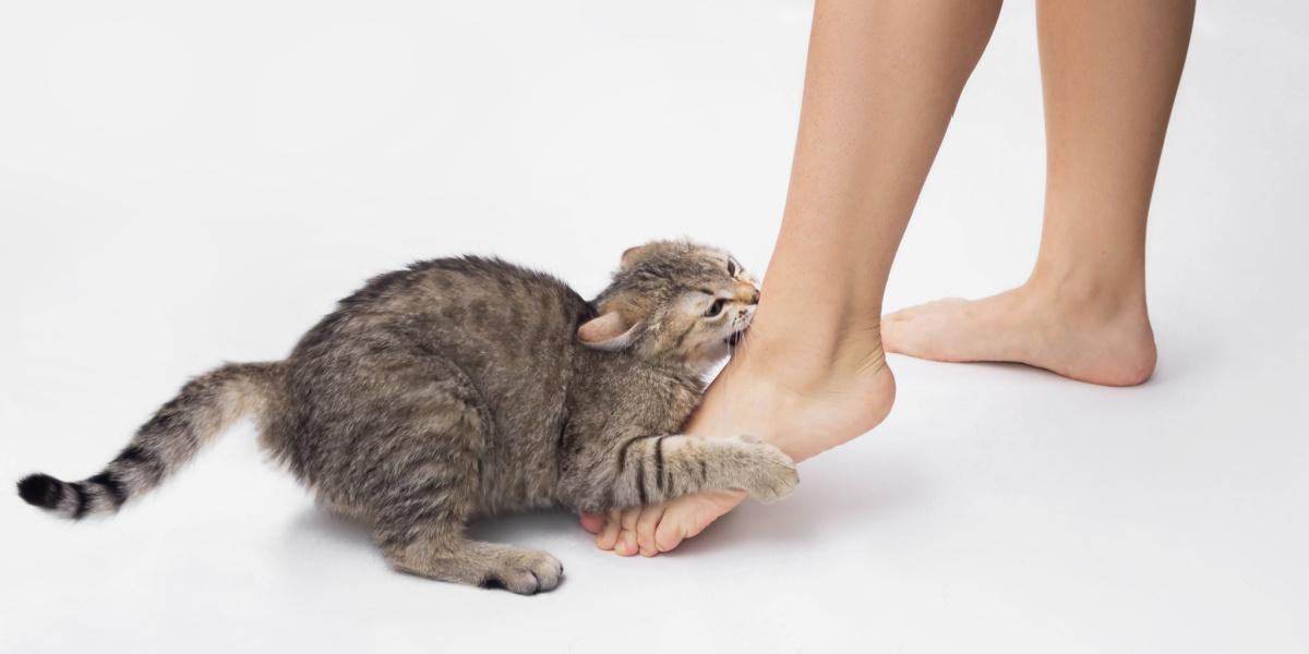 Cat attacking ankles.