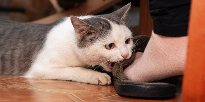 An adorable gray and white cat playfully nibbles on a person's feet, showcasing its playful and affectionate nature.