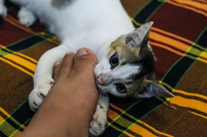 A playful image capturing a cat with its teeth gently grasping a person's feet, demonstrating a lighthearted and interactive moment of feline behavior.