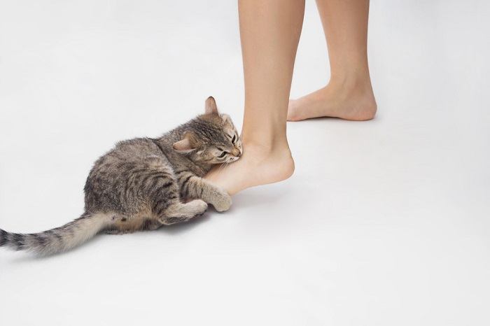 Image illustrating a cat playfully biting at feet, displaying interactive behavior and expressing its engagement with its environment.