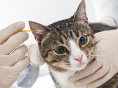 Image demonstrating cat ear cleaning.