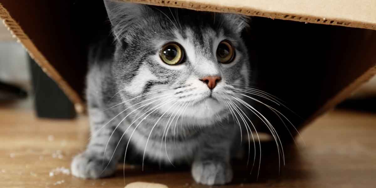 An adorable image of a cat hiding inside a box, peeking out with curious eyes, displaying a classic feline behavior of finding comfort and security in confined spaces.