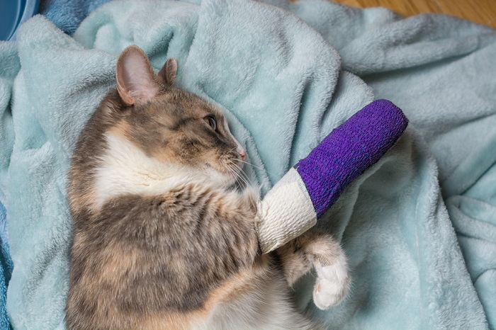 Wounded cat with a cast on its paw.