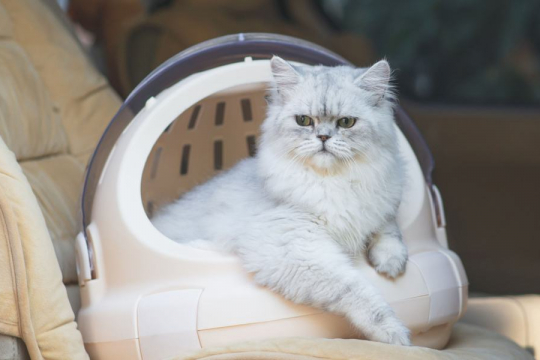 How to Road Trip With a Cat: 5 Useful Tips