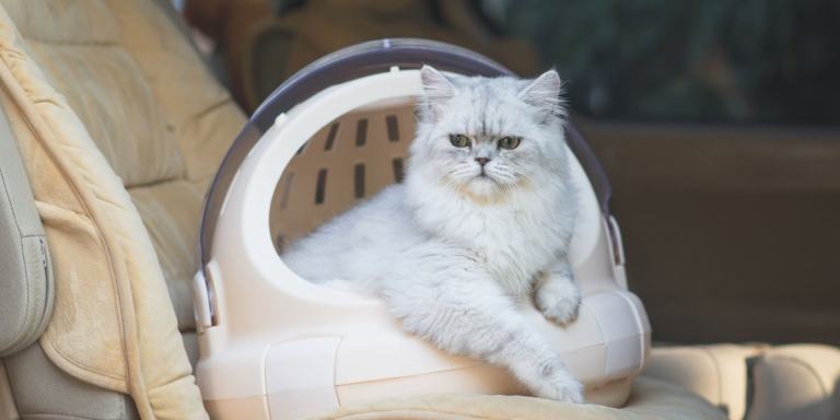 How To Road Trip With A Cat: 5 Useful Tips
