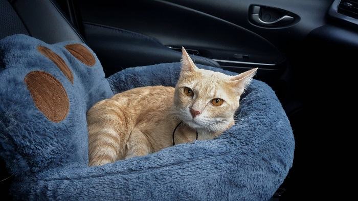 Cat in a soft bed in a car
