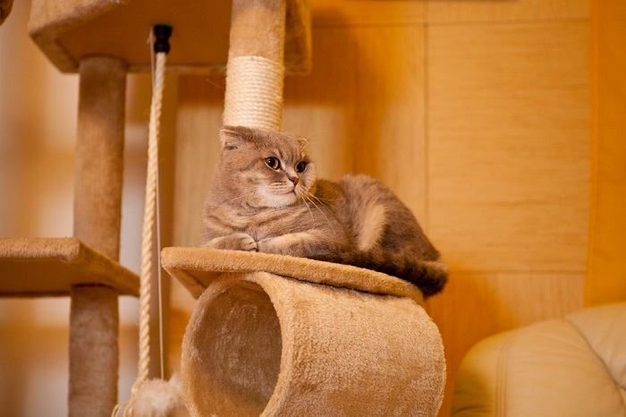 The image features a cat comfortably situated inside a cat house, highlighting their enjoyment of cozy and enclosed spaces.