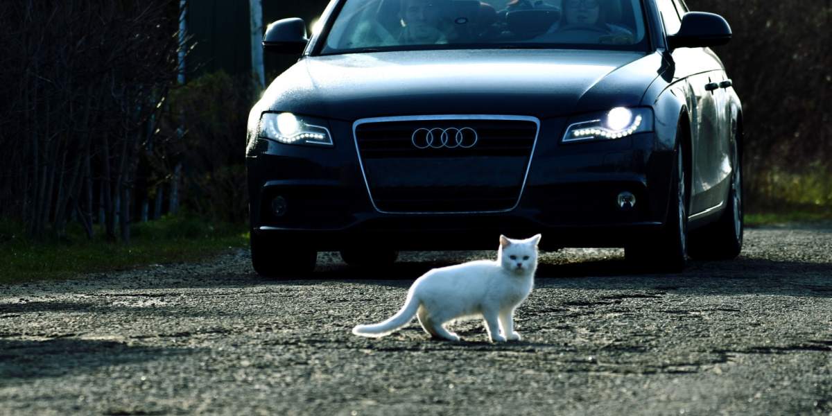 invisible car cat