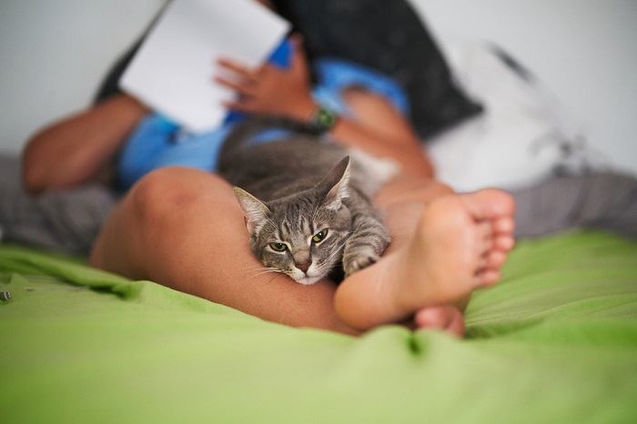 A content cat resting cozily between a person's legs, enjoying the warmth and companionship in a relaxed and comfortable position.