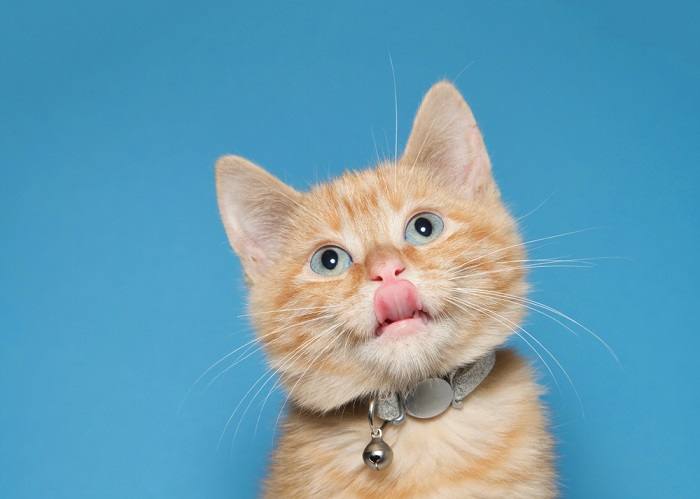 A cat captured mid-lick, with its tongue delicately brushing across its lips, showcasing feline grooming behavior.