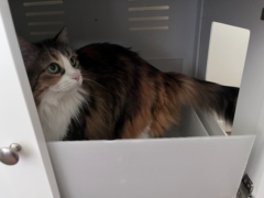 cat litter box furniture
