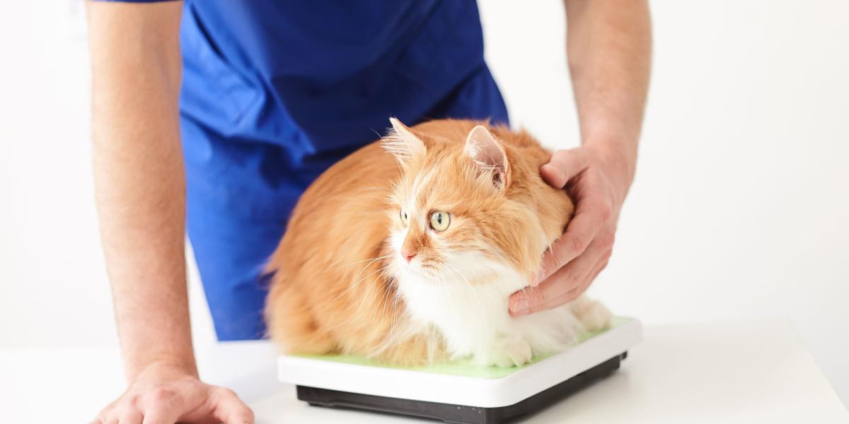 An image portraying a cat that is visibly losing weight, with a noticeable decrease in body condition, potentially indicating underlying health concerns. The image emphasizes the significance of monitoring a cat's weight and consulting a veterinarian if weight loss persists.