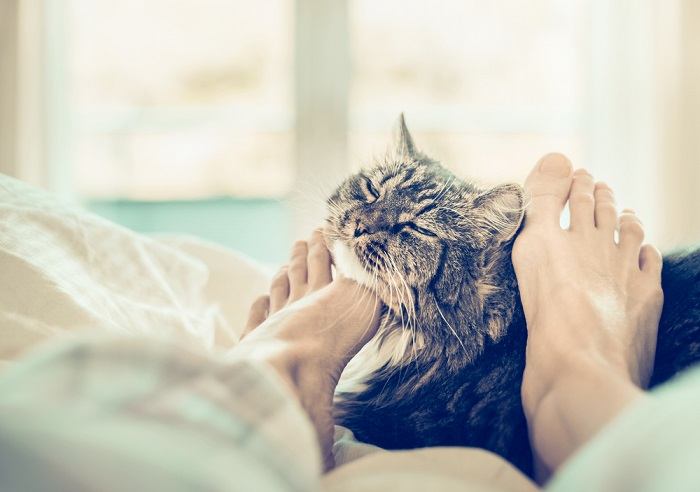 A serious image depicting a cat in distress, holding one of its paws with a concerned expression, suggesting the presence of a potential medical issue that requires attention.
