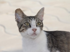 cat outside