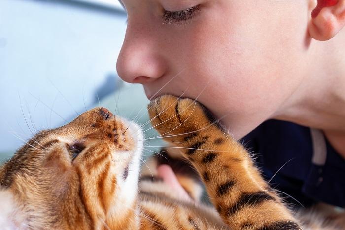 Child with face close to Bengal cat with paw on face