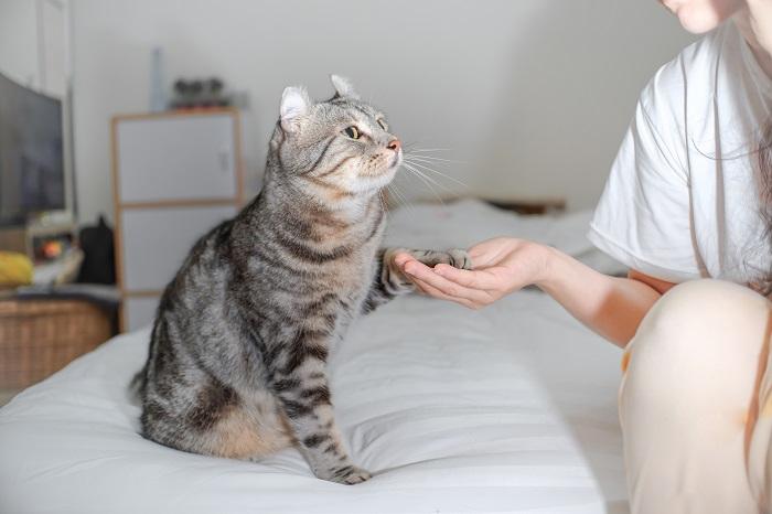 Cat putting its paw in a woman's hand