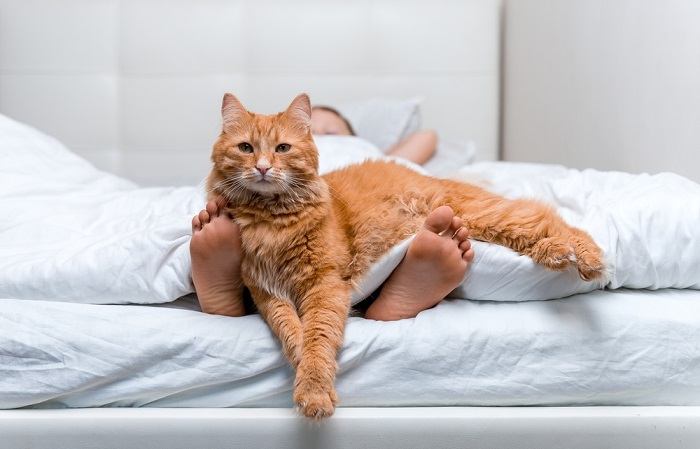 An energetic cat enthusiastically pouncing and playing with a person's feet, showcasing its playful and lively nature.