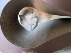 cat playing the cat stracher