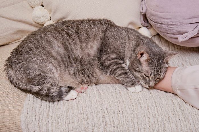 A peaceful scene showing a sleeping cat nestled comfortably between a person's legs, enjoying a restful nap in a secure and cozy position.