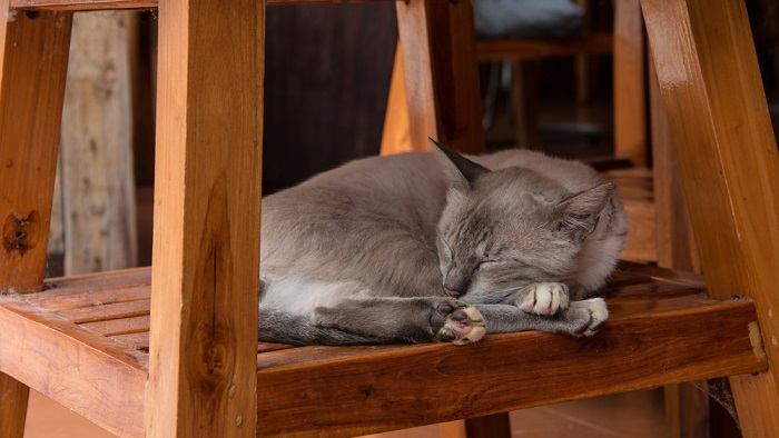 Image of a cat peacefully sleeping underneath a wooden chair, enjoying a cozy and sheltered resting spot.