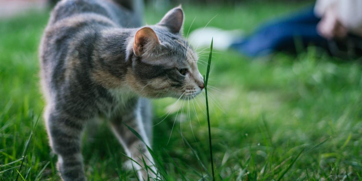Curious cat sniffing a blade of grass, demonstrating its keen sense of smell and exploration of the surrounding environment.