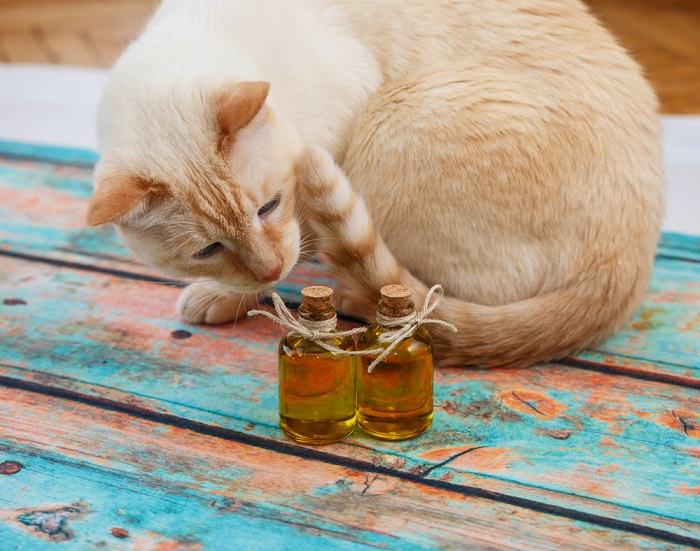 cat looking at olive oil