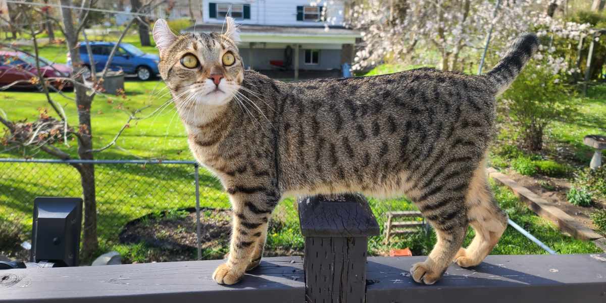 Why Is My Cat So Skittish All of a Sudden? 8 Reasons!