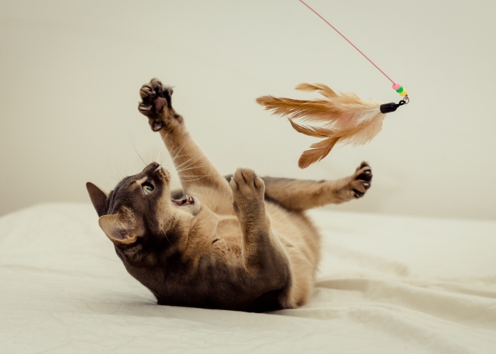 Enthusiastic cat playing with a toy