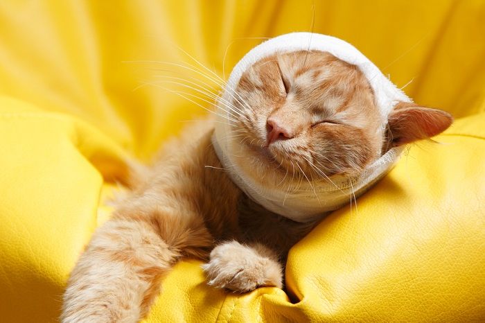 A cat wearing a head bandage, possibly recovering from an injury or surgery, showing resilience and the need for care.