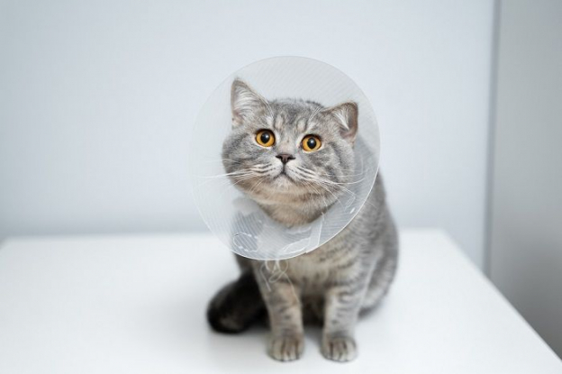 Concussions In Cats: Overview, Signs & Treatment - Cats.com