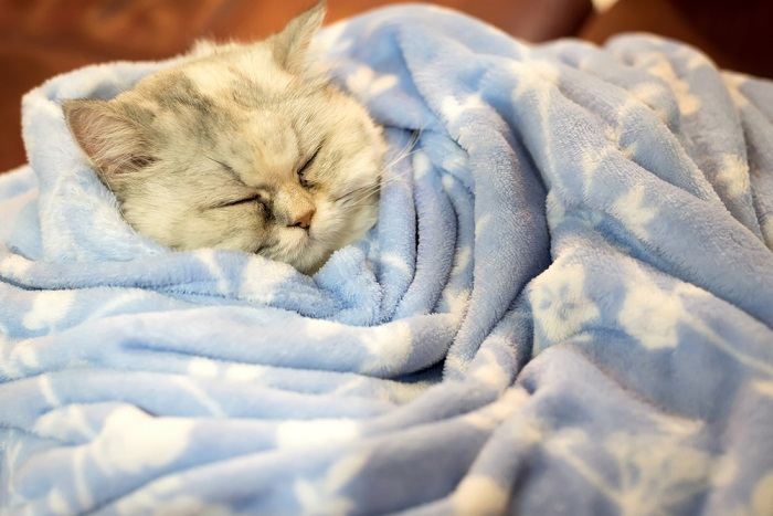 An image depicting a cat wrapped snugly in a blanket, reflecting a comforting and secure environment that cats often seek for relaxation and warmth.