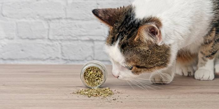 Image of a cat interacting with catnip.