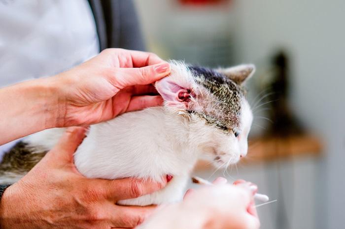 Image depicting the process of checking a cat's ear.