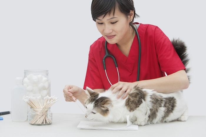 Image illustrating the process of cleaning a cat's ear.