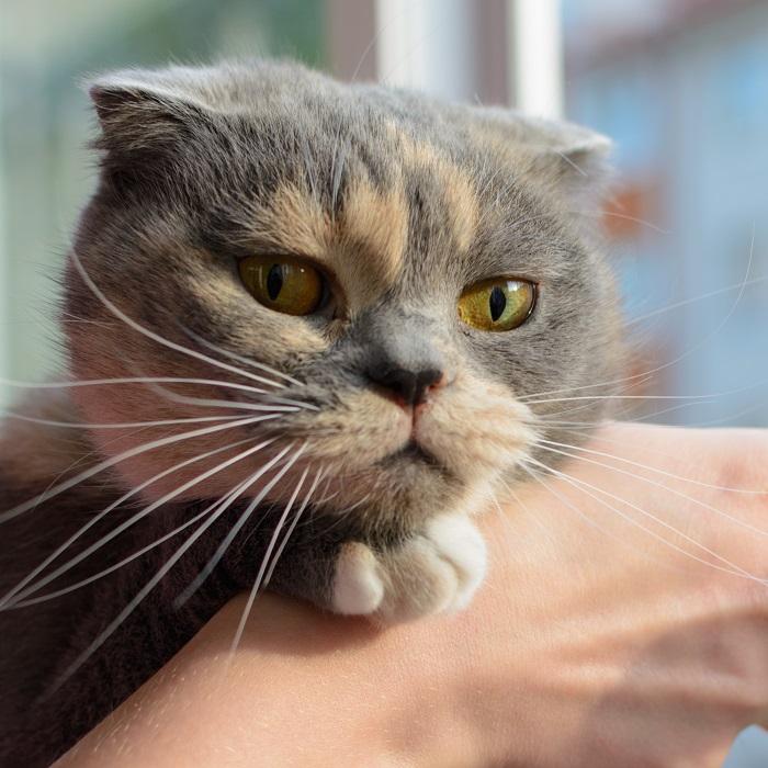 Grumpy-looking dilute calico cat leaning its head on a hand