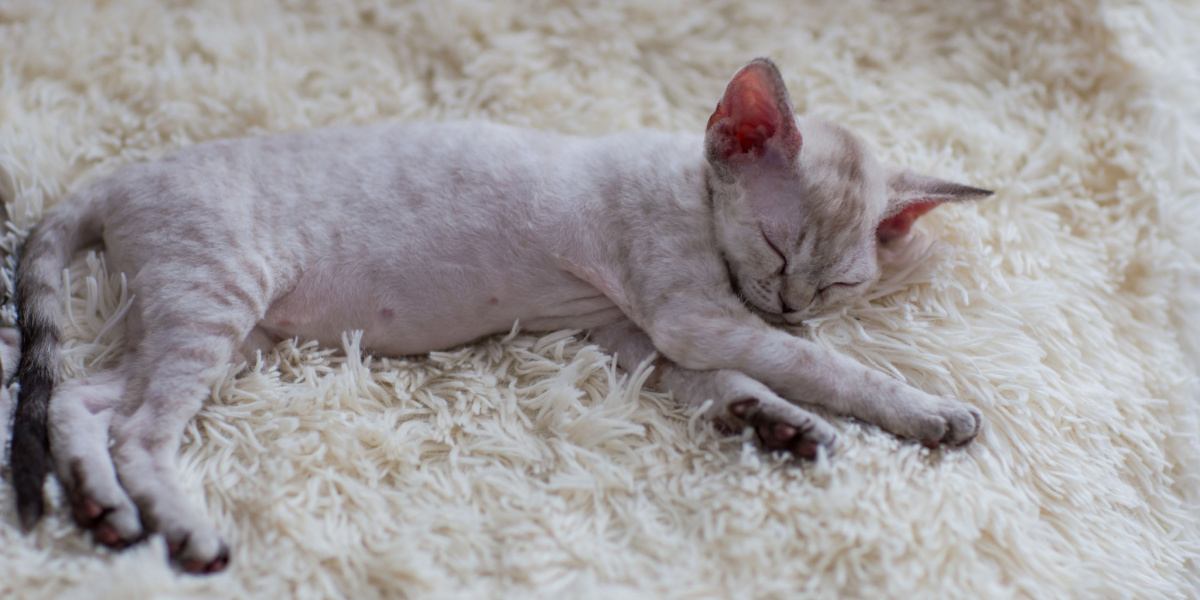 A Devon Rex cat breed peacefully sleeping, showcasing its unique appearance and charming sleeping pose.